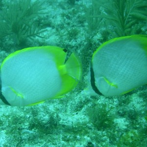 Spotfin_Butterflyfish