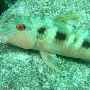 wrasse