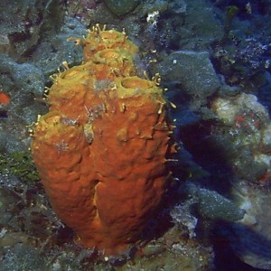 Coral