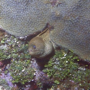 Golden_Spotted_Moray