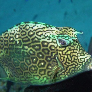 Honeycomb_Cowfish2