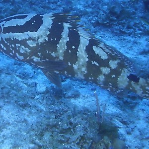 Nassau_Grouper