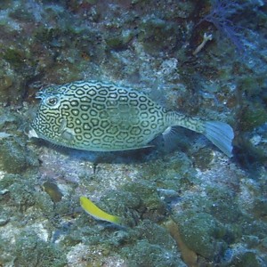 Honeycomb_Cowfish