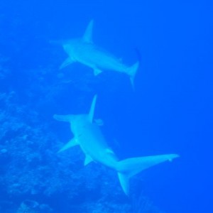 Hammerhead_Sharks