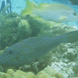 Scrawled_Filefish