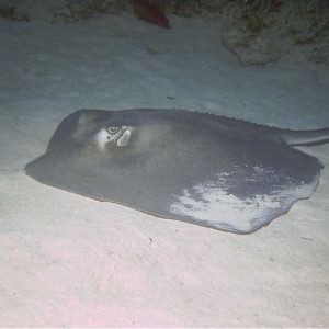 Southern_Stingray