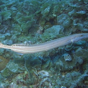 Trumpet_Fish