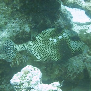 Spotted_Trunkfish