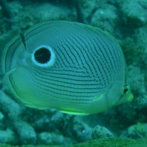 Foureye_butterflyfish