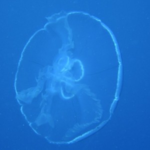 Moon_jellyfish