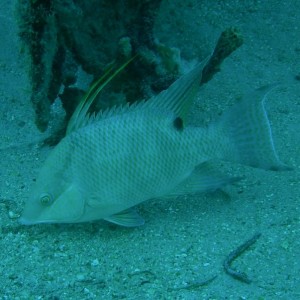 Hogfish