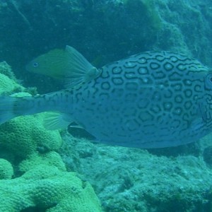 Honeycomb_Cowfish