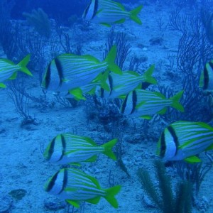 Porkfish