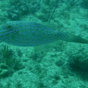 Scrawled_Filefish