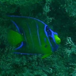 Queen_Angelfish_Juvenile