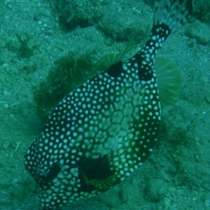 Smooth_Trunkfish