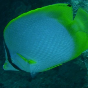 Spotfin_butterflyfish