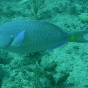 Stoplight_Parrotfish