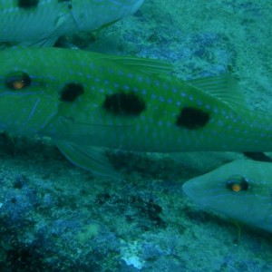 Spotted_Goatfish