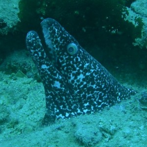 Spotted_Moray