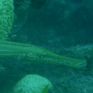 Trumpetfish