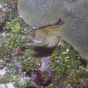 Goldentail_Moray