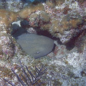 Nurse_Shark_in_Coral