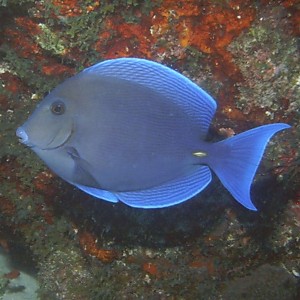 Blue_Tang