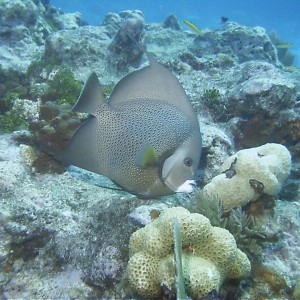 Gray_Angelfish