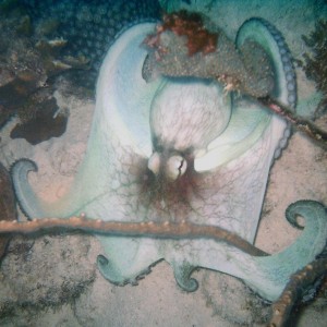 Common Octopus