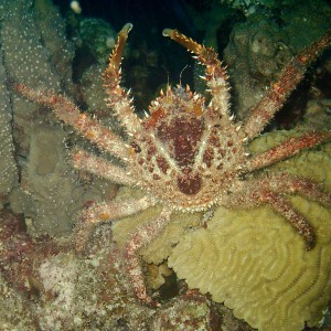 Channel Clinging Crab