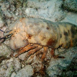 Spanish (Shovelnose) Lobster