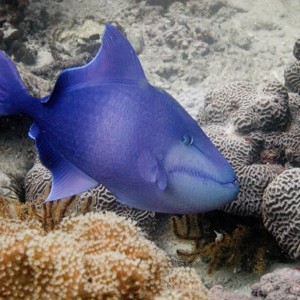red toothed trigger fish