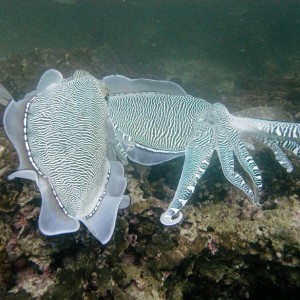 cuttle fish