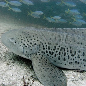 lepard shark