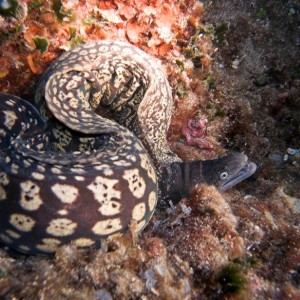 moray eel