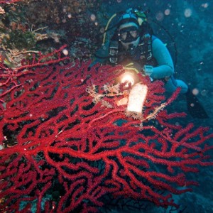 red gorgonia