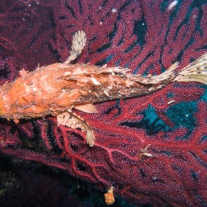 scorpion fish