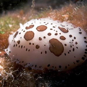 nudi branch