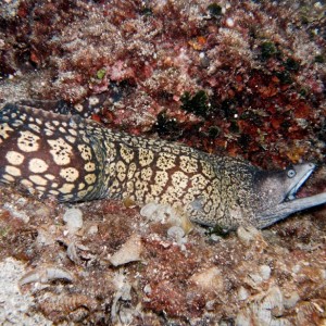 moray eel