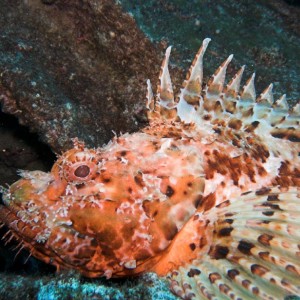 scorpion fish