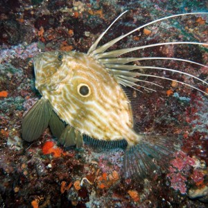 john dory