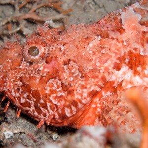 scorpion fish