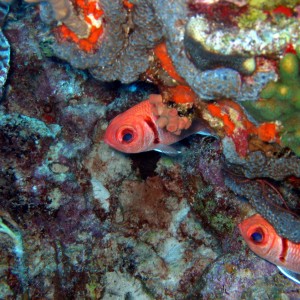 Bonaire_Pink_Beach_016001