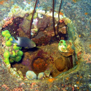 Bonaire Hilma Hooker