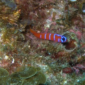 Red-banded Goby