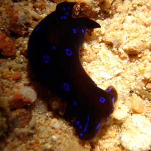 Blue Spotted Shield Slug