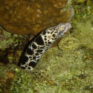 Tiger Snake Moray Eel