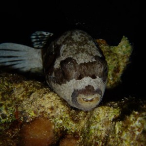 Sleeping Masked Pufferfish