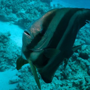 Sharks Bay Batfish